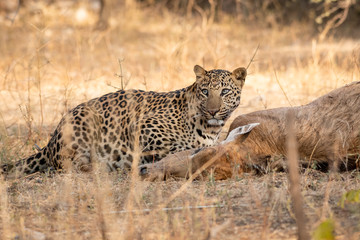 Fototapeta premium Indian Leopard or Panther with blue bull nilgai kill. Early morning Wildlife scene Leopard hunting largest Asian antelope in dry deciduous Forest at Ranthambore National Park India - Panthera pardus 