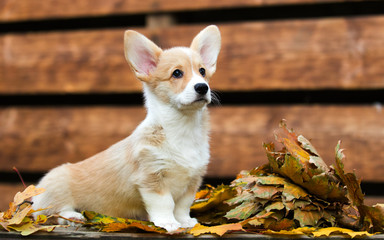 Welsh Corgi puppy in autumn