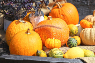 かぼちゃ（ハロウィンイメージ）