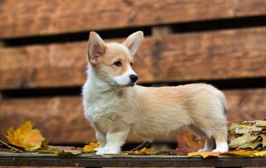 Welsh Corgi puppy in autumn