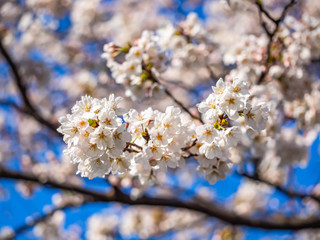 Cherry blossom season. Sakura flower blooming with blurry petal and vivid blue sky background.