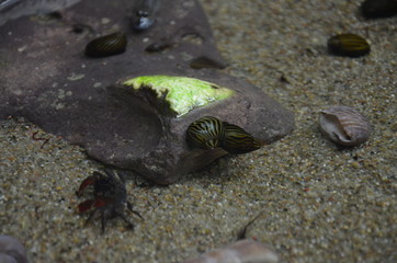The marine life in aquarium of Berlin (Germany)