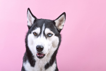 Portrait of smiling bi-eyed siberian husky dog on the magenta background