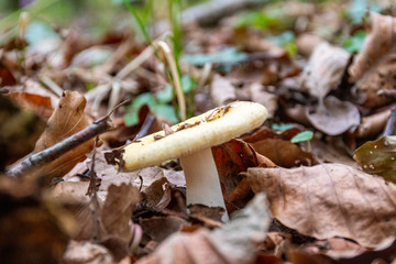 parco nazzionake dell' aspromonte