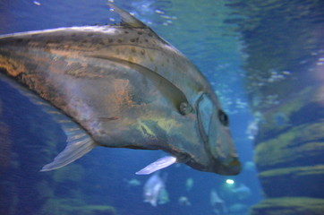 Lockdown fish Selene dorsalis Atlantic, aquarium Berlin Germany