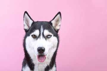 Portrait of smiling siberian husky dogon the magenta background