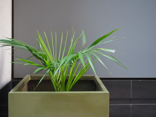 houseplant with copy space