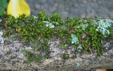 moss plant growing on trunk