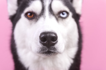 Dog husky with bi-eyes on the magenta background close up