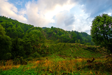 Inside of the forest in Retezat Mountains