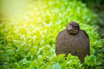 Hoe stuck in the ground of vegetable garden and morning sunlight at organic farm. Concept of agriculture. Closeup and copy space for text.
