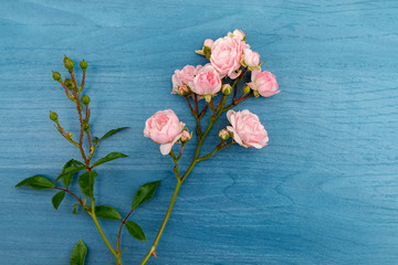 Fototapeta na wymiar Beautiful pink flowers