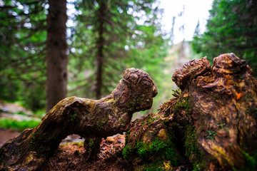 Inside of the forest in Retezat Mountains