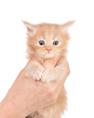 Maine Coon kitten