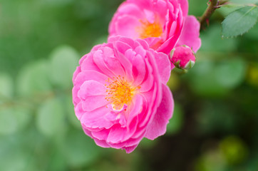 Pink Flower In The Garden.