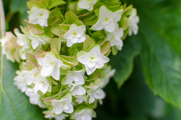 White Flowers. Hydrangea In Garden.