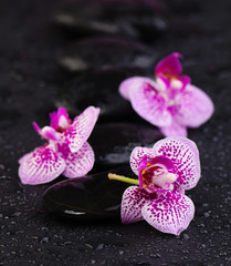 Spa beauty and massage concept. Natural orchids with zen stones