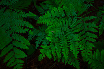 Fototapeta na wymiar Green fern leaves