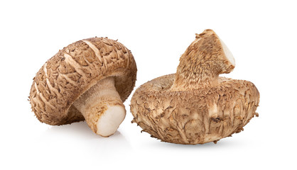 Shitake Mushroom on white background full depth of field