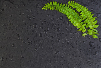 Green leaves on black background with dew. Herbal plant top view flat lay with copy space
