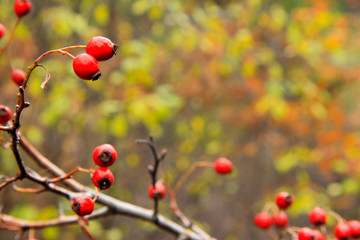Red dog rose hips on the dog rose bush without leaves