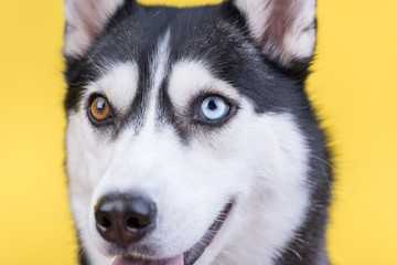 Cute smiling bi-eyed husky dog close up