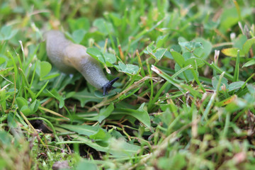a big gray slug creeps along the grass on the lawn
