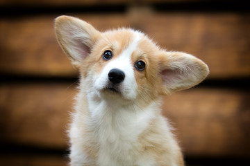 Welsh Corgi puppy in autumn