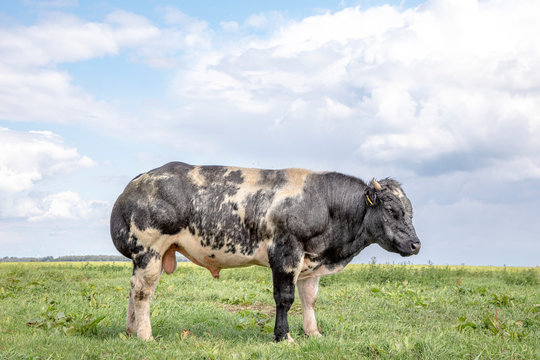 Belgian blue, beautiful beef bull, shy, with horn, in a meadow under a blue sky with clouds.