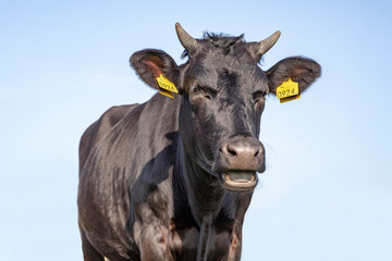 Black cow roars or talks with its mouth open, with horns against a blue background.