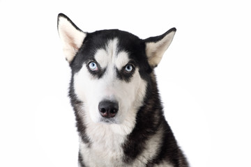 Husky dog look at camera, raising one ear, moked up