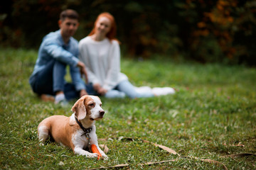 dog lying on the grass, having a rest while his owners sitting behind it and watching its beahvior. blurred background
