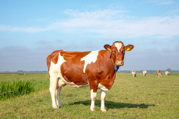 Fototapeta na wymiar Solid red brown dairy cow stands in a meadow, fully in focus, blue sky, green grass.