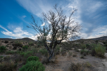 Obraz premium Olive tree in the area of ​​Las Palomas (Ugijar) Spain