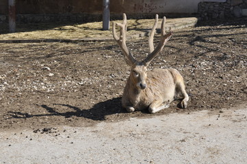 a reindeer lies resting in the sun at the zoo