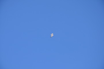 flying Seagull in the blue sky. space for text