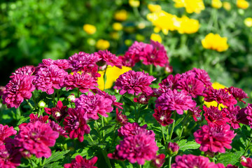 Blooming dark crimson chrysanthemums in autumn.