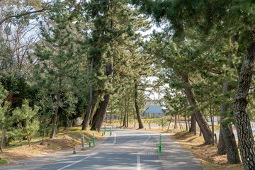 御油の松木並木