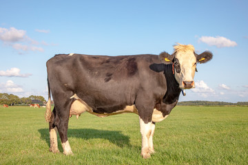 Black pied cow, standing on green grass in a meadow, in the Netherlands,  at the background a few cows, ear tags and a blue sky.