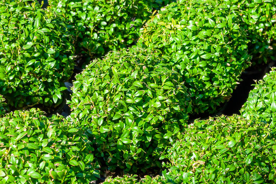 Spherical decorative bushes of an evergreen boxwood (B&uacute;xus). Landscaping, gardening. Sunny autumn day in the garden.