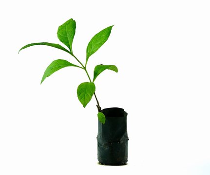 Teak Tree  In Pot Isolated On White Background