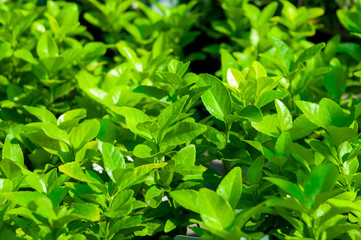 Fototapeta na wymiar Euonymus with green leaves in the fall.
