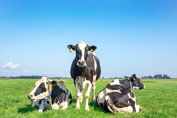 Three black and white cows, frisian holstein, in a pasture under a blue sky and a faraway horizon, one stands upright between two lying cows. - obrazy, fototapety, plakaty