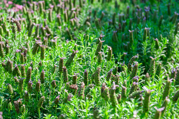 Lavender (Lavandula) blooms in the garden in the fall.
