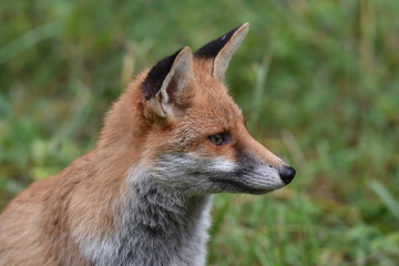 Renard