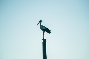 Stork on the pylon