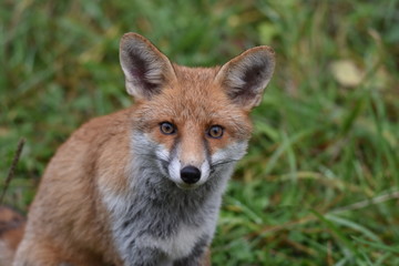 Renard