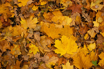 Naklejka na ściany i meble Autumn yellow leaves in the forest