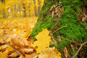 Autumn yellow leaves in the forest