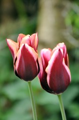 Tulpen im Garten